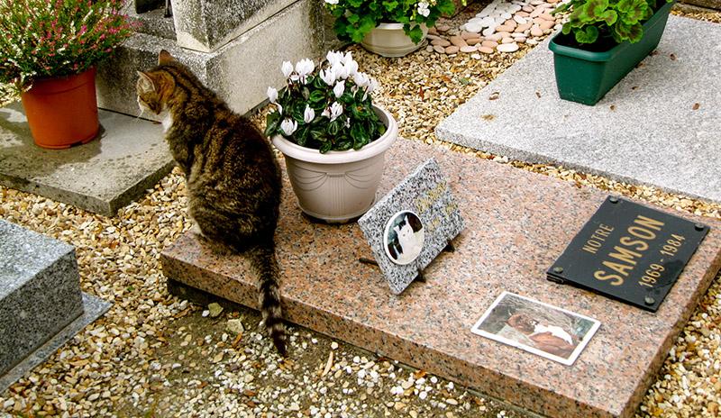 cimetiere de chien